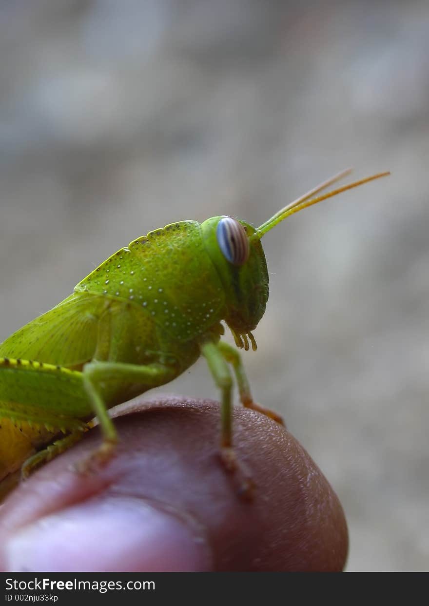 A green grasshopper on my finger. A green grasshopper on my finger