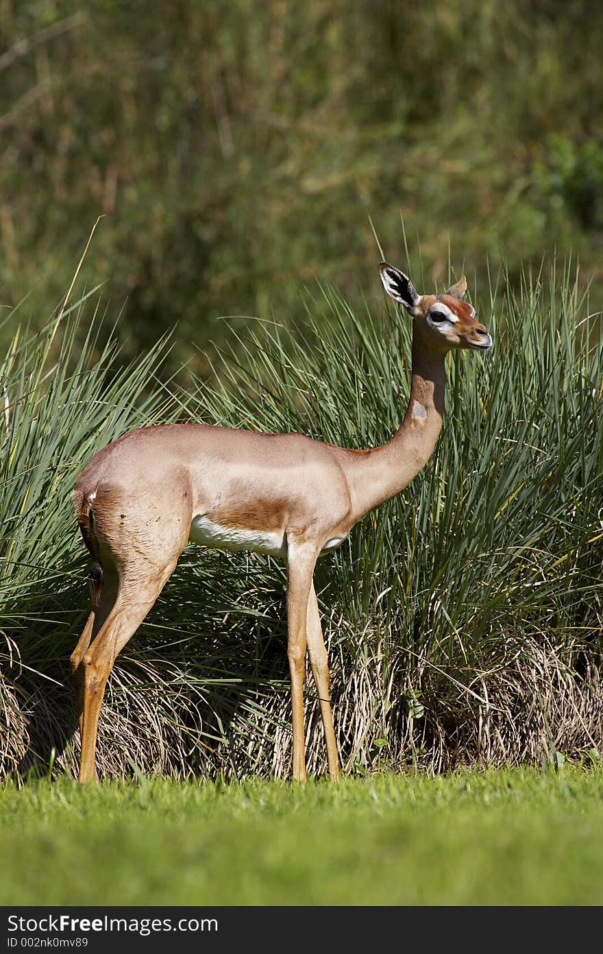 Young female blackbuck gazelle