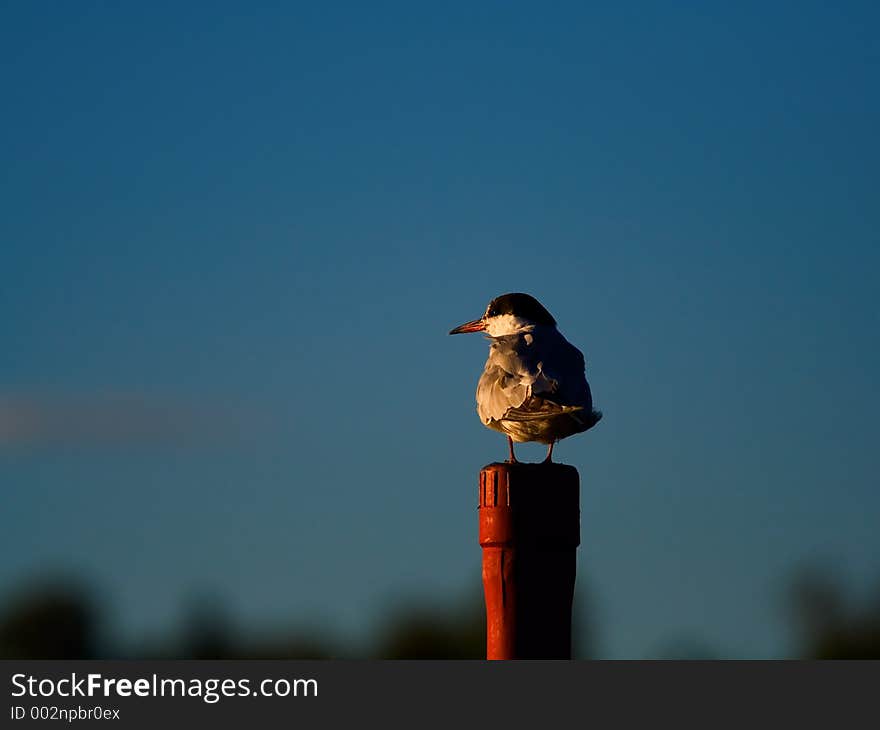 Sunset Watcher