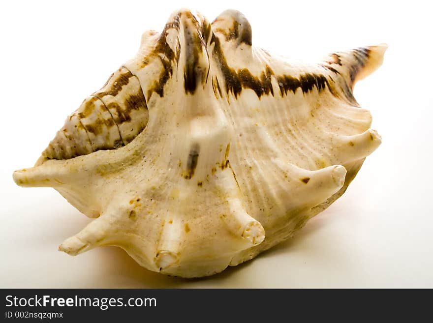 Shell