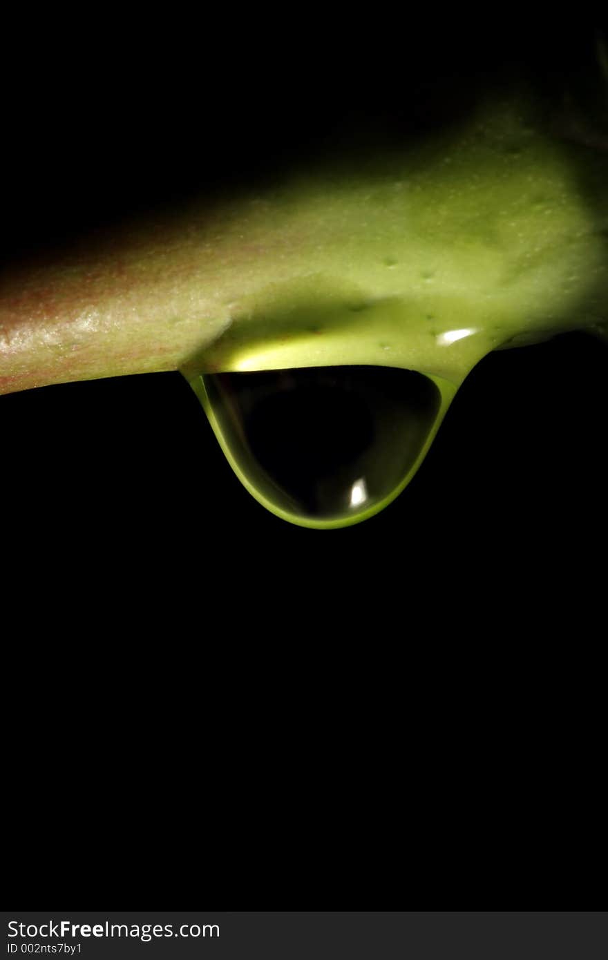 Water drop macro on the stem of a rose. shot over black, limited depth of field with focus on drop. Water drop macro on the stem of a rose. shot over black, limited depth of field with focus on drop