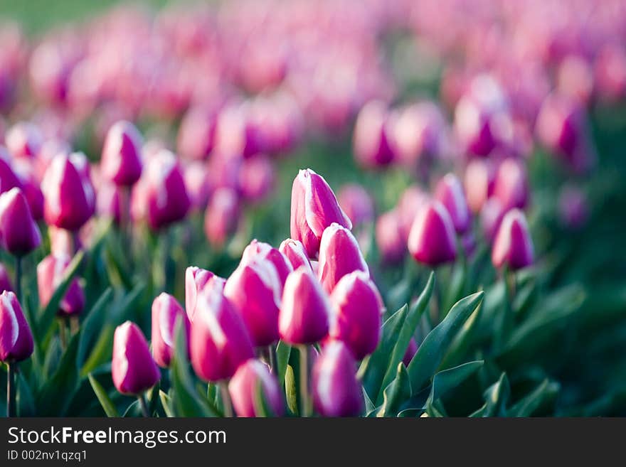 Field of tulips. Field of tulips