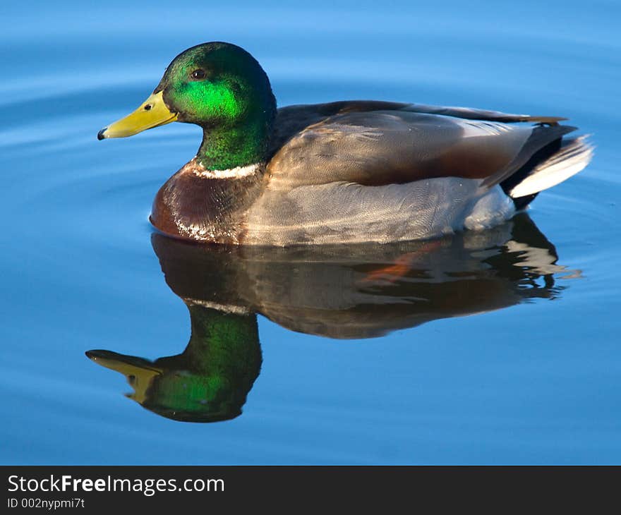 A mallard drake swims on calm, blue water.