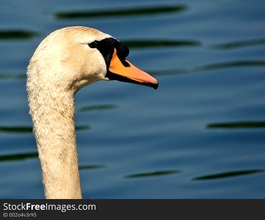 Portrait of swan