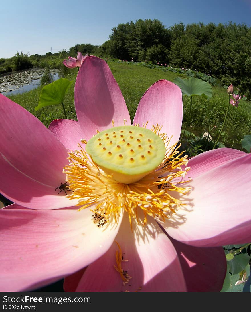 Water-lily extremely close-up. Water-lily extremely close-up