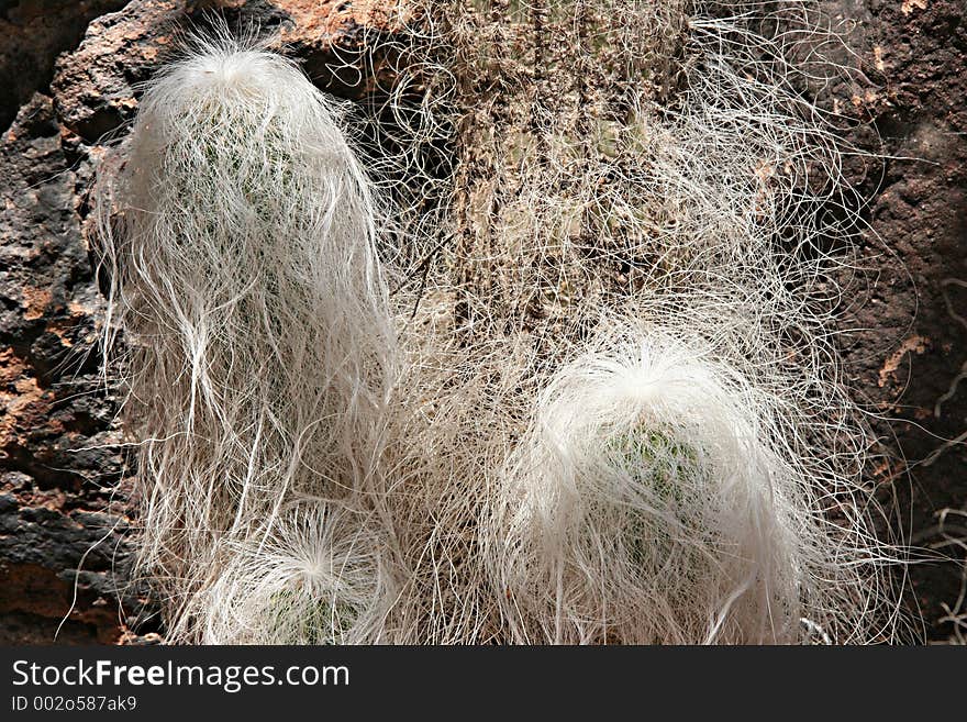 White hairy grandfather cacti shot close-up. Shot with Canon 20D. White hairy grandfather cacti shot close-up. Shot with Canon 20D.