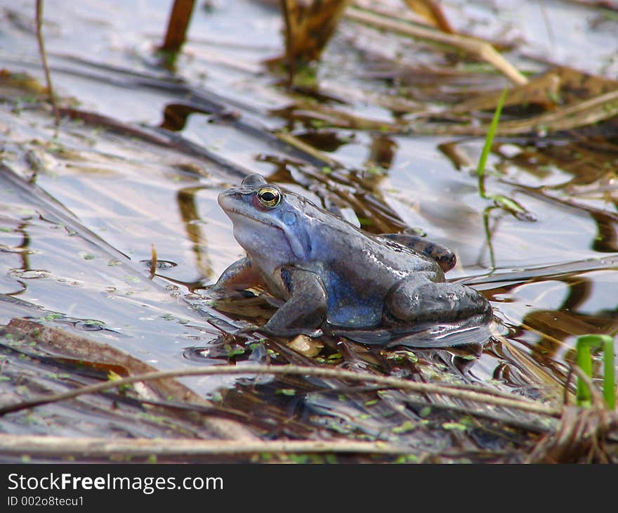 Small marsh dinosaur