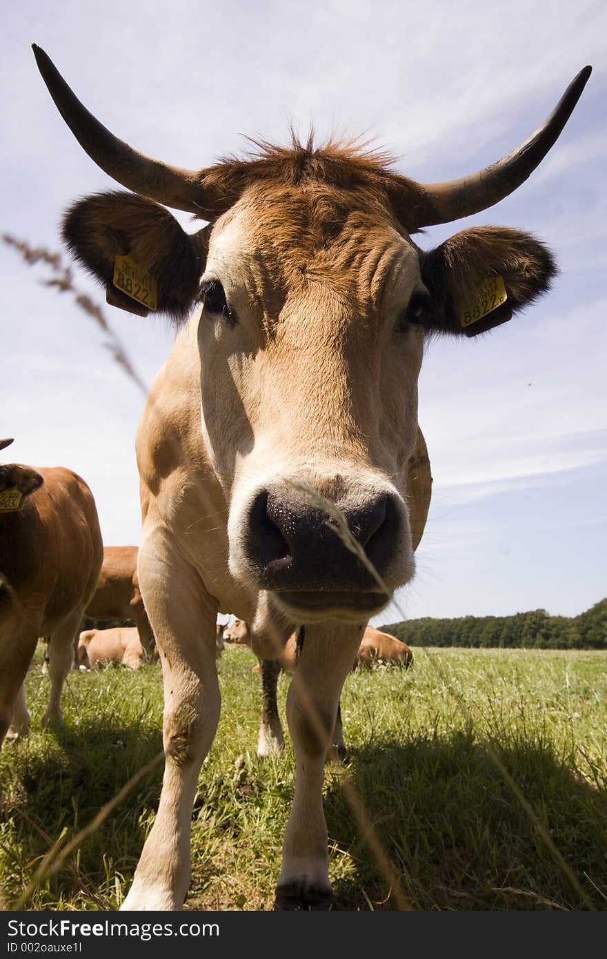 Close-up cow