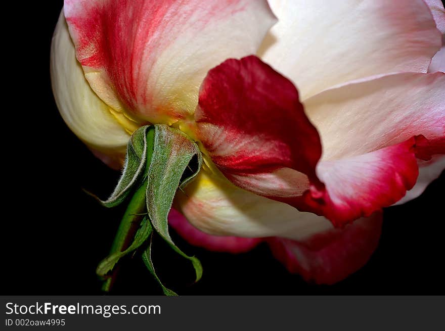 Macro of Underside of rose. Macro of Underside of rose