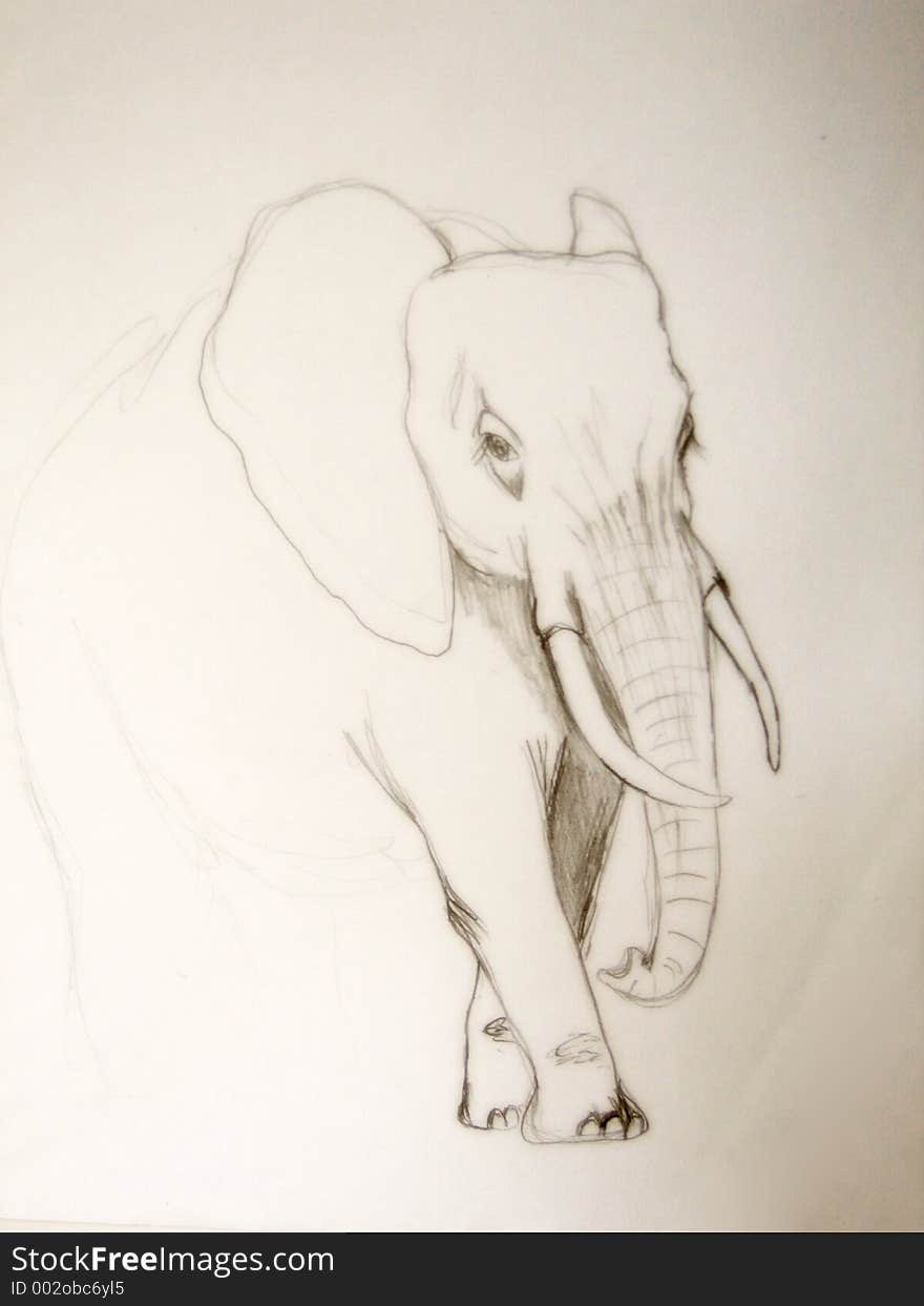 Elephant