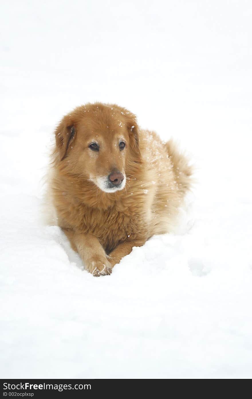 Golden Retriever mix in the snow. Golden Retriever mix in the snow