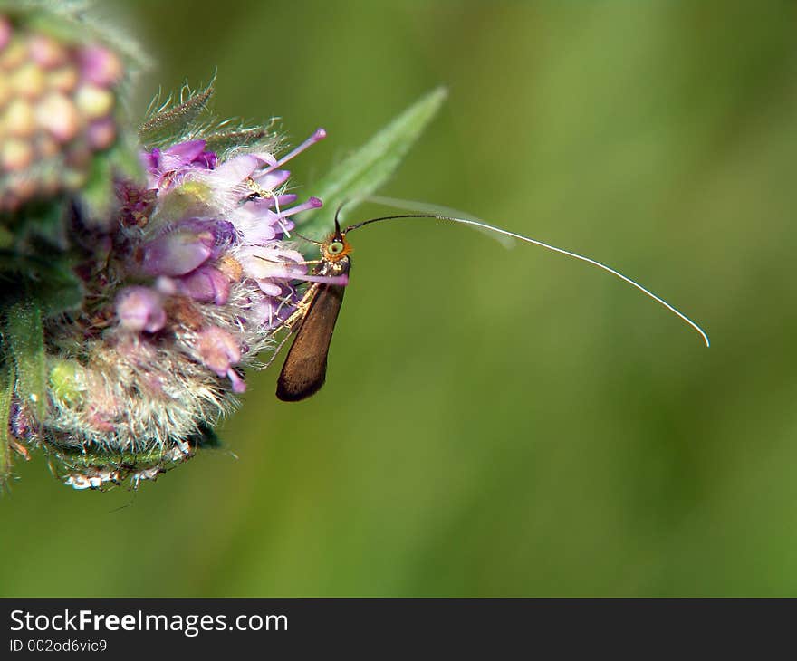 The butterfly with long moustaches