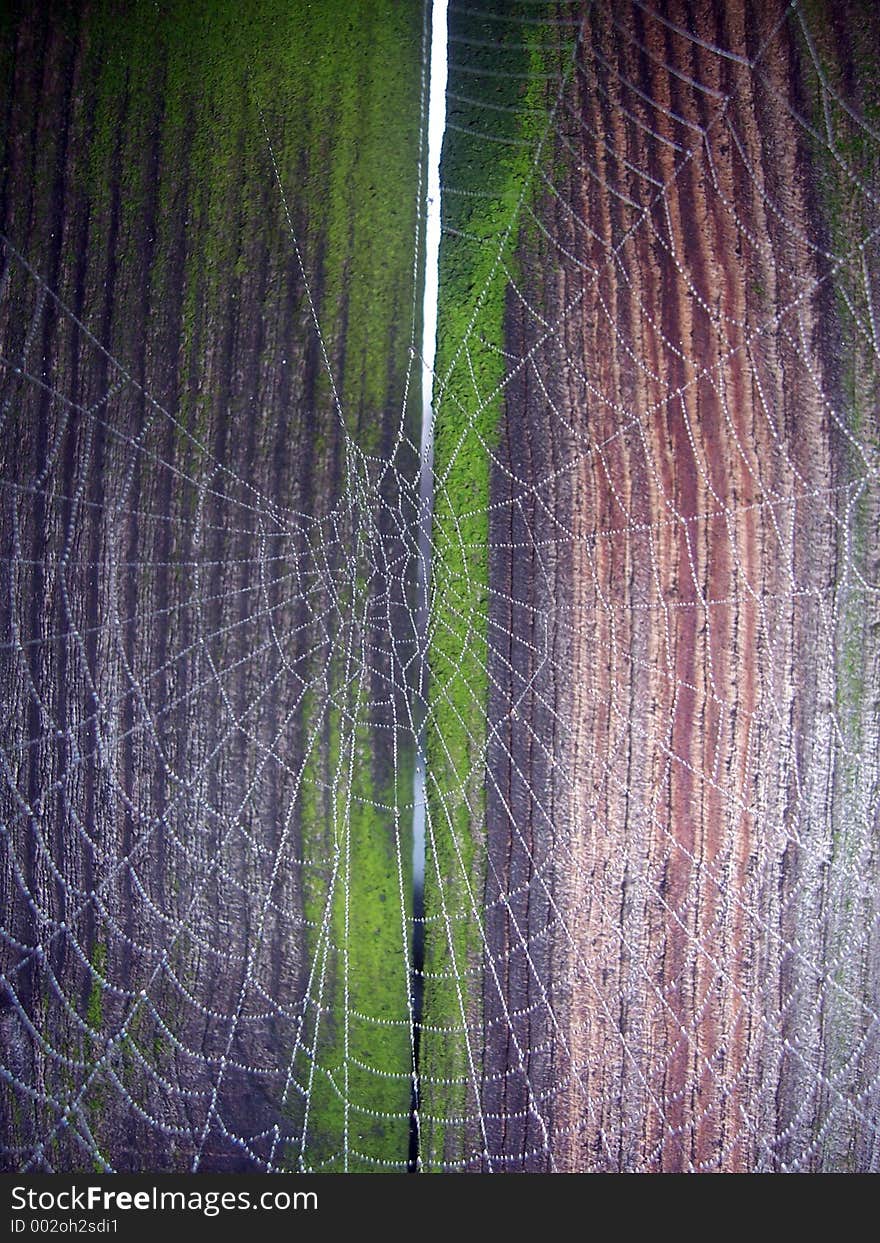 A spider's web covered in dew. A spider's web covered in dew