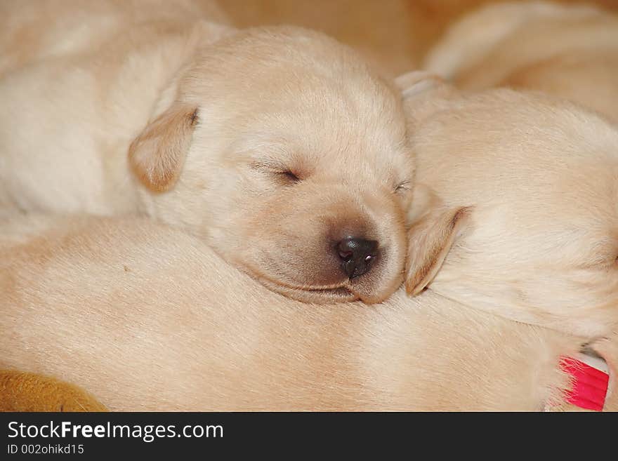 Puppy sleeping. Puppy sleeping