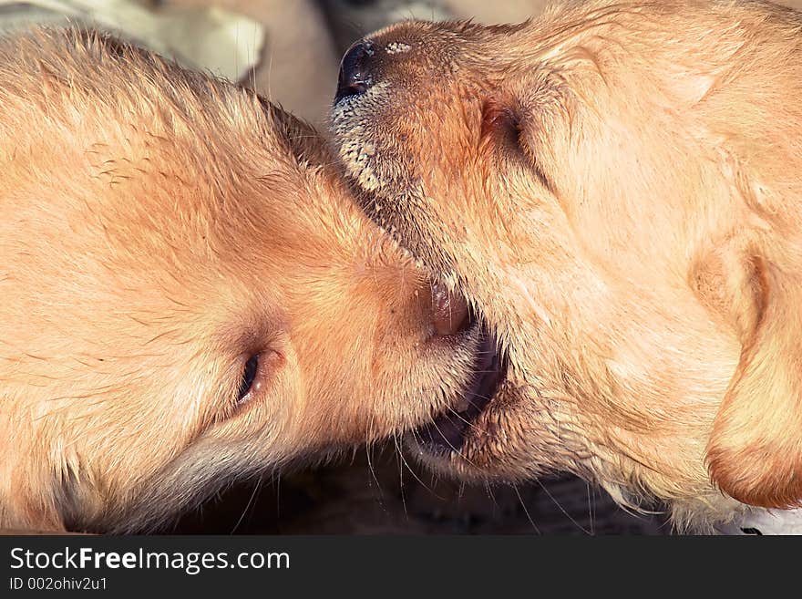 Puppies playing. Puppies playing