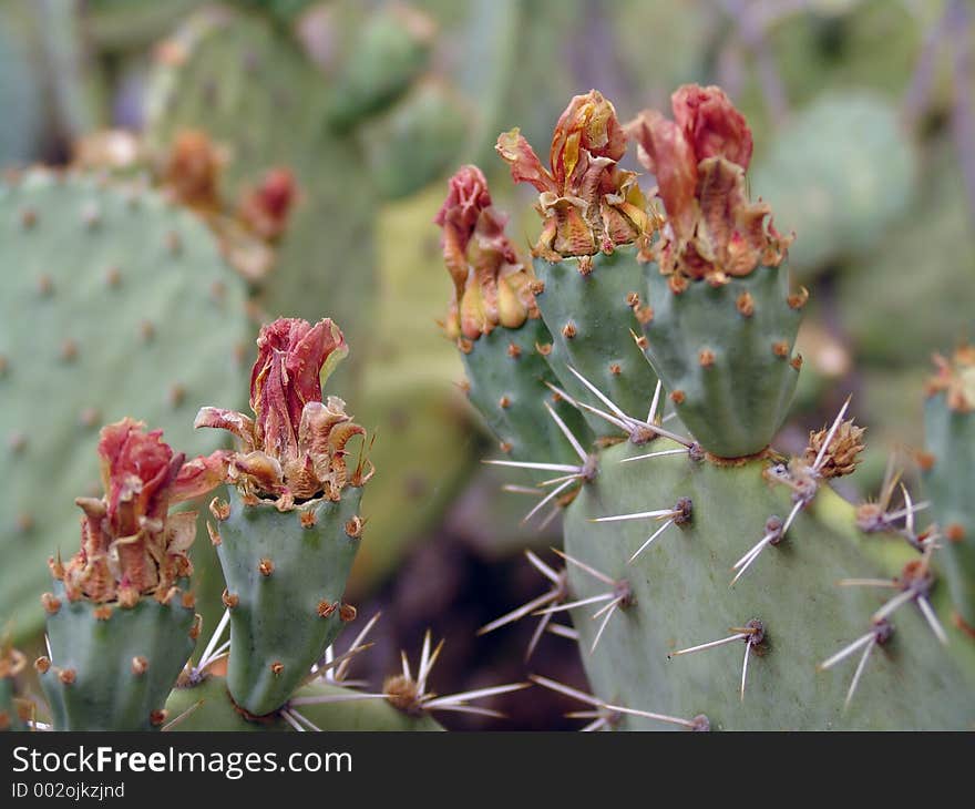 Prickly Pear Cactus flower buds. Prickly Pear Cactus flower buds