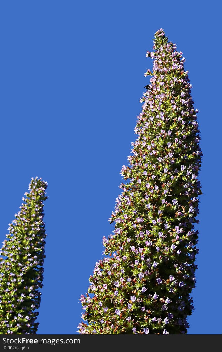 European Fan Palm at Golden Gate Park in San Francisco, CA.