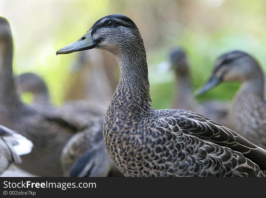 Single duck in focus in a crowd of her friends.  Concept for standing out in the crowd. Single duck in focus in a crowd of her friends.  Concept for standing out in the crowd