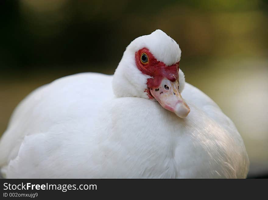 White Duck Resting