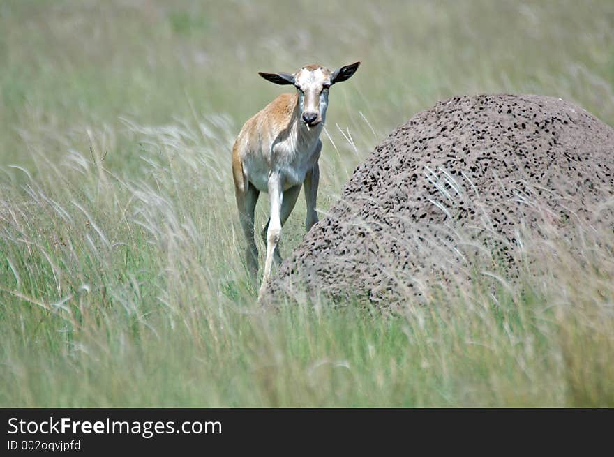 Very young Blesbuck, same hight as an anthill. Very young Blesbuck, same hight as an anthill.