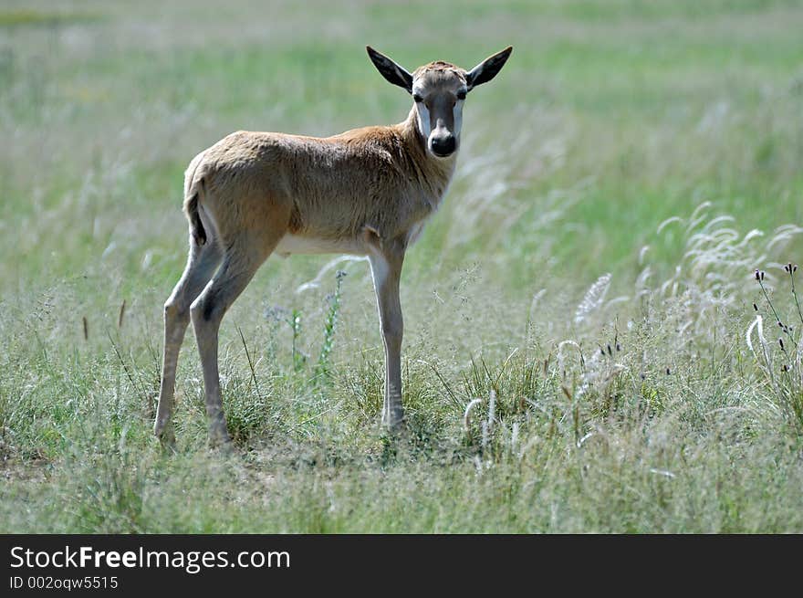 Blesbuck Calf.