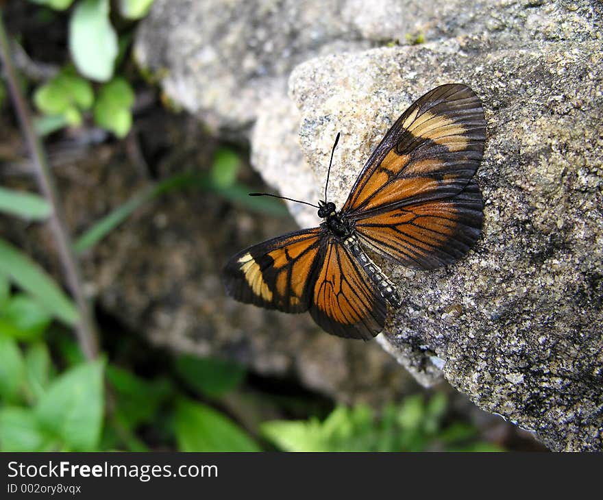 Butterfly in a rock