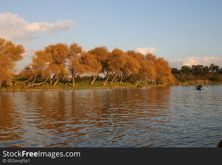 Red head trees bent near man made lake. Tel Aviv Israel. Red head trees bent near man made lake. Tel Aviv Israel