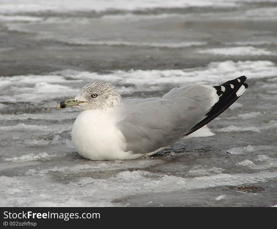 Seagull on the ice bed. Seagull on the ice bed