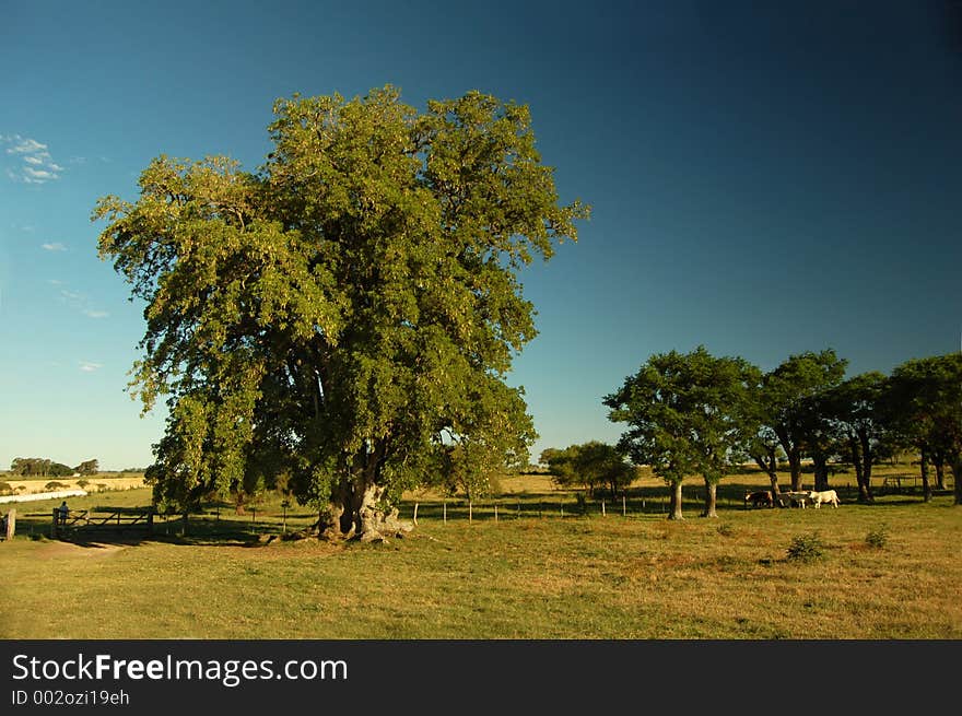 Farmland. Uruguay. Farmland. Uruguay.