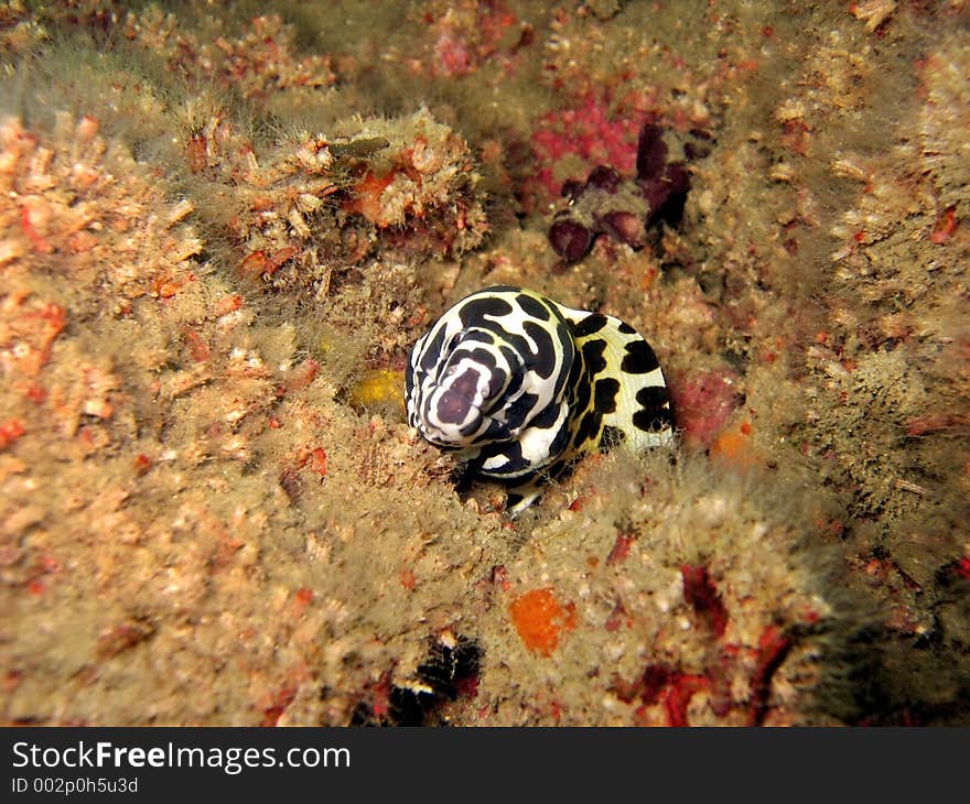 Honeycomb Moray