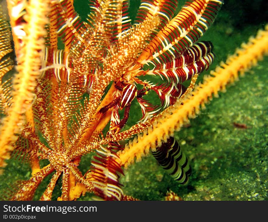 A tiny crinoid squat-lobster hiding among the feather stars. A tiny crinoid squat-lobster hiding among the feather stars