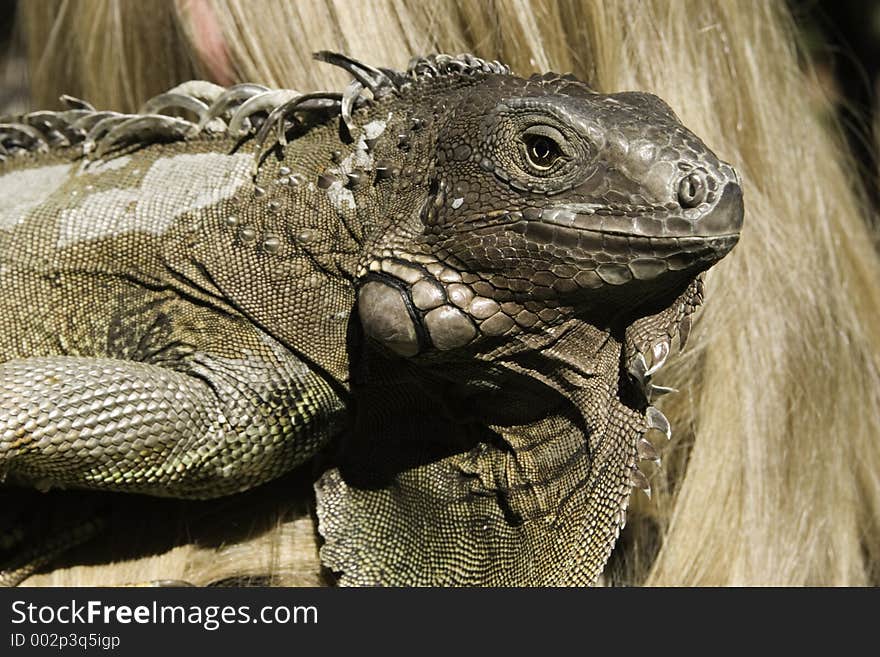 A close up of a reptile, possibly a Toed Devil, cold and forbidding. He's got his eye on you!. A close up of a reptile, possibly a Toed Devil, cold and forbidding. He's got his eye on you!