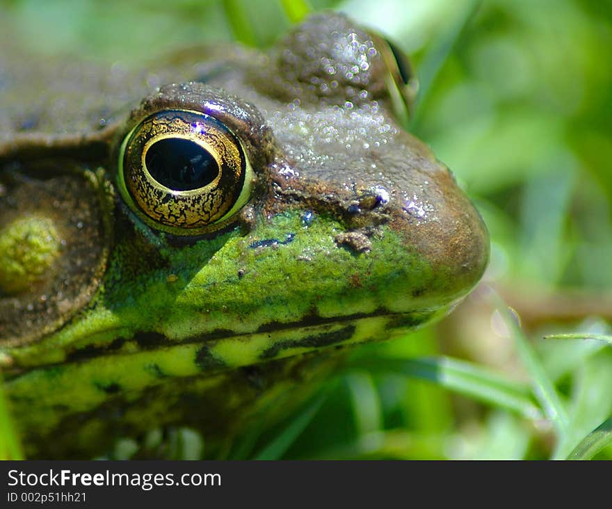 Color macro of a pond frog. Color macro of a pond frog.