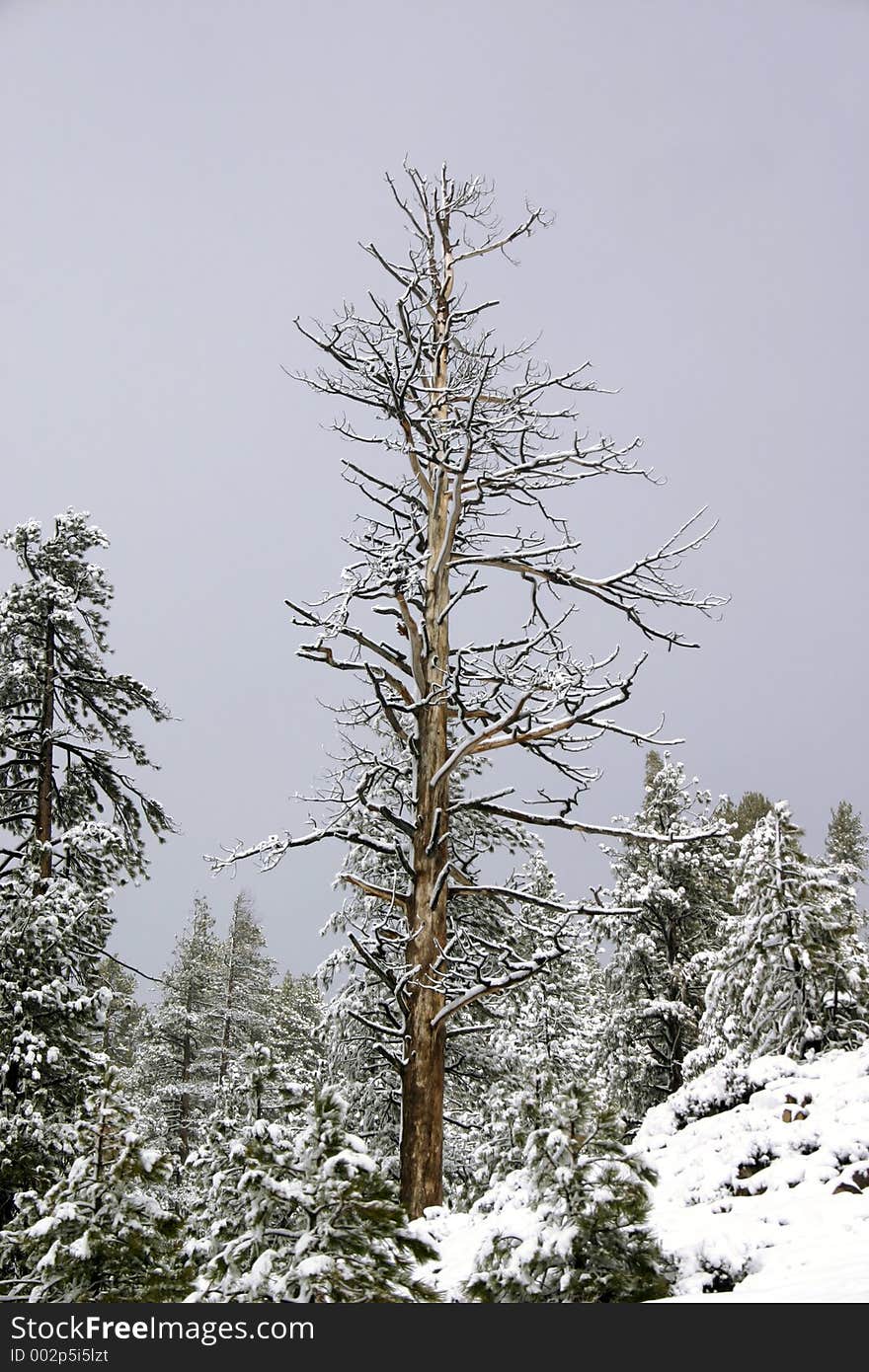 Burned Tree Covered In Snow