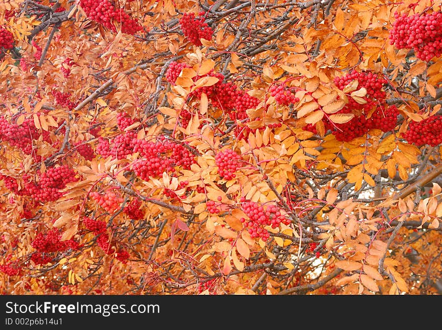 Nature – Leaves