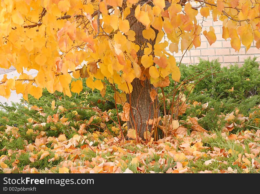 Nature - Leaves