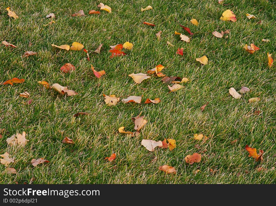 Nature – Leaves