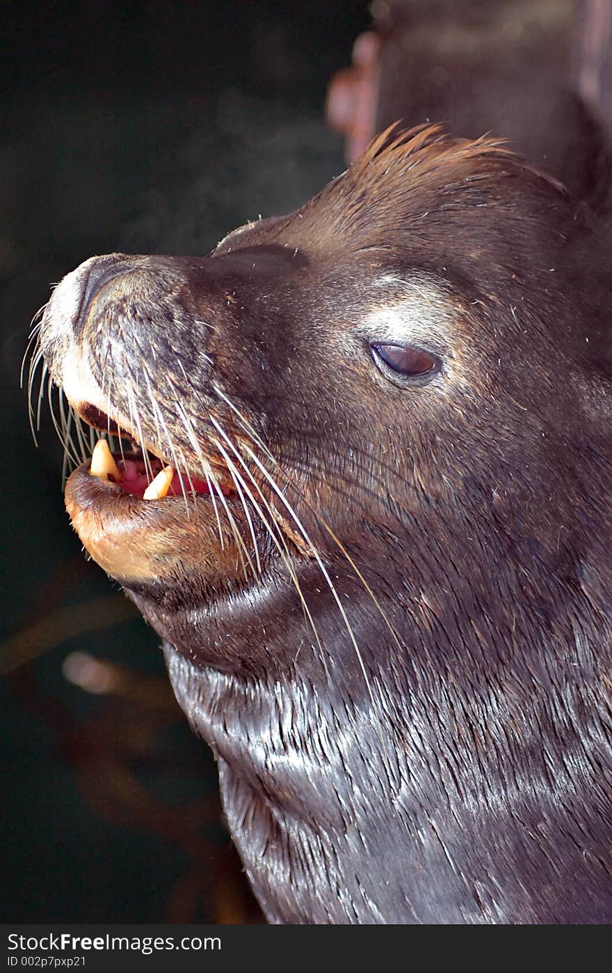 California Sealion