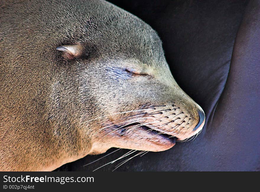 A sleeping California Sealion (Zalophus californianus). A sleeping California Sealion (Zalophus californianus).