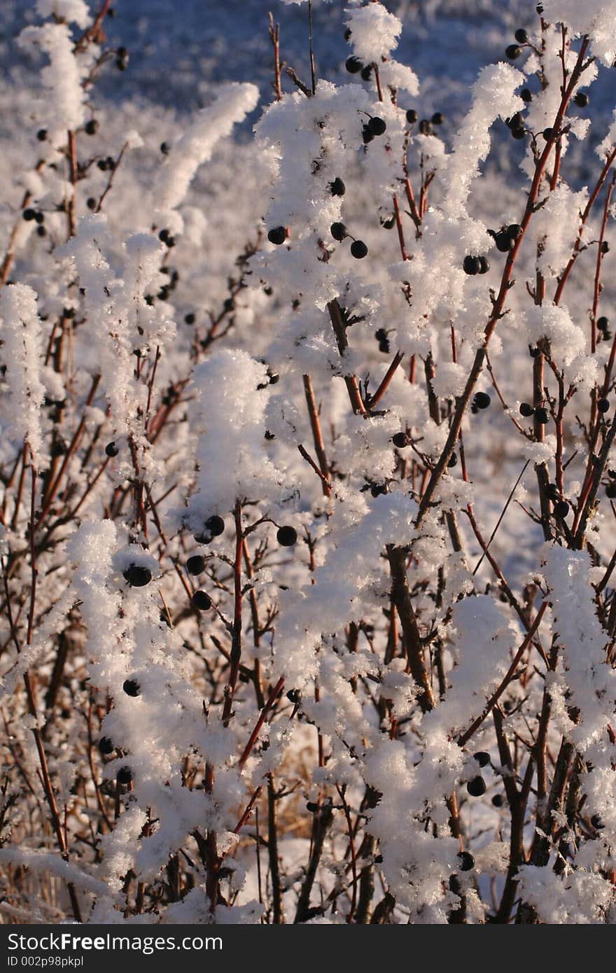 Cotoneaster Hedge Frosted