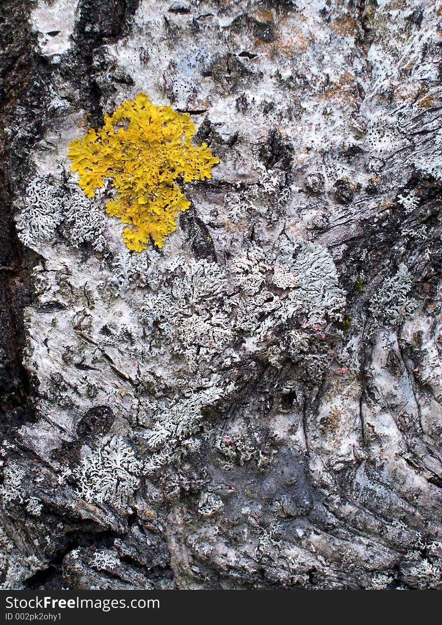 Lichen on tree bark