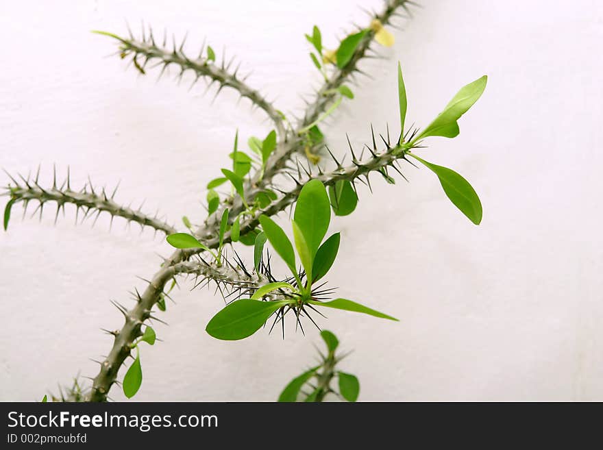 Thorn Bush Close-up