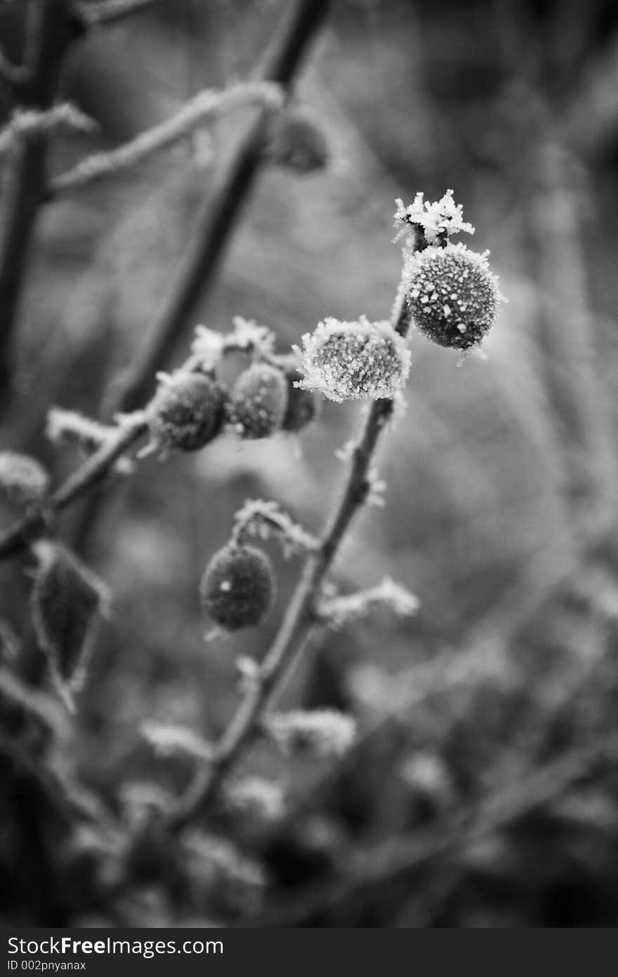 A wintery frosty frozen berry in black and white. A wintery frosty frozen berry in black and white.