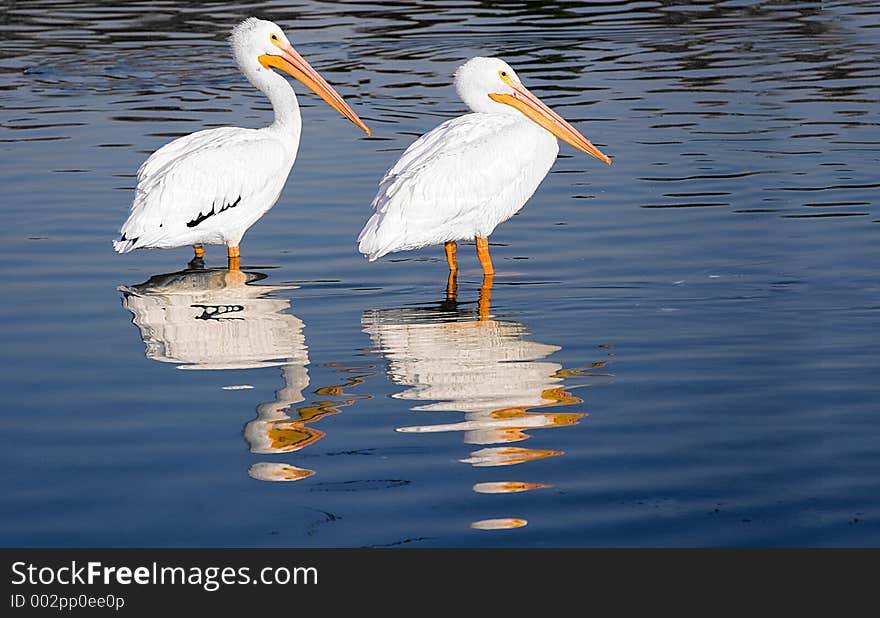 View of two pelicans relaxing in a lake