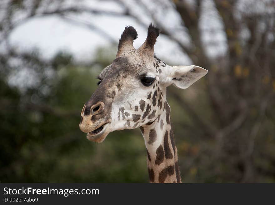 Giraffe head