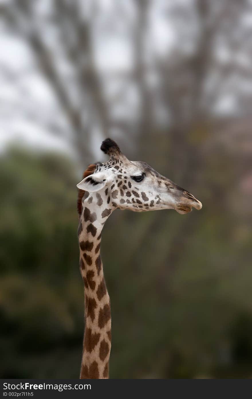 Giraffe head and neck