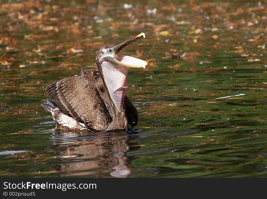 Pelican