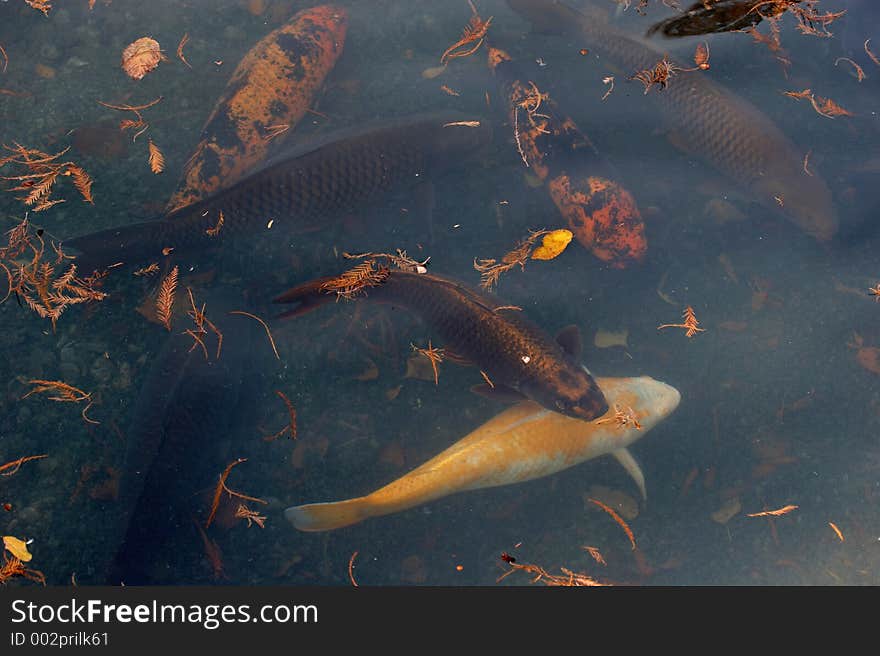 Fish in Koi pond