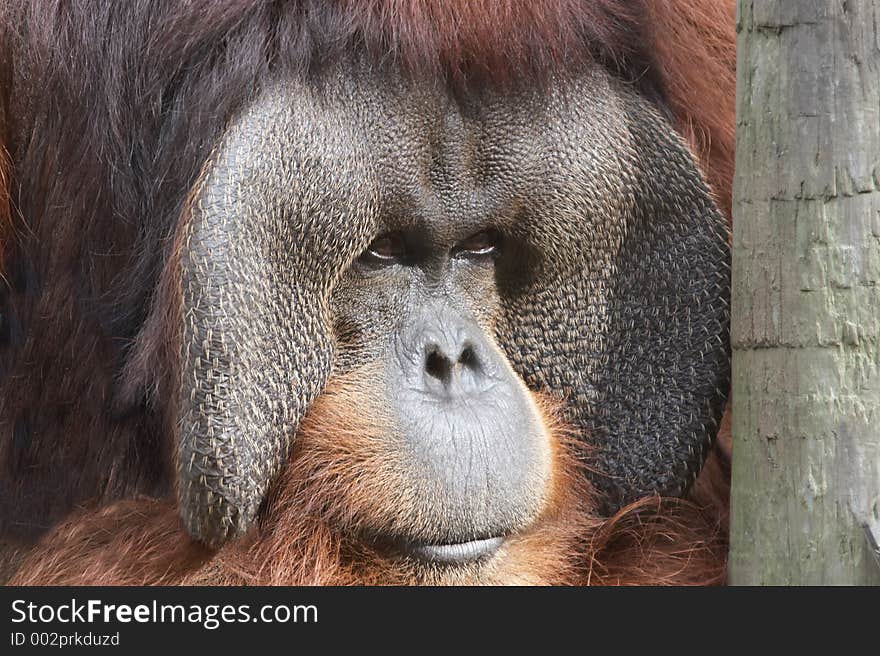 Old orangutan