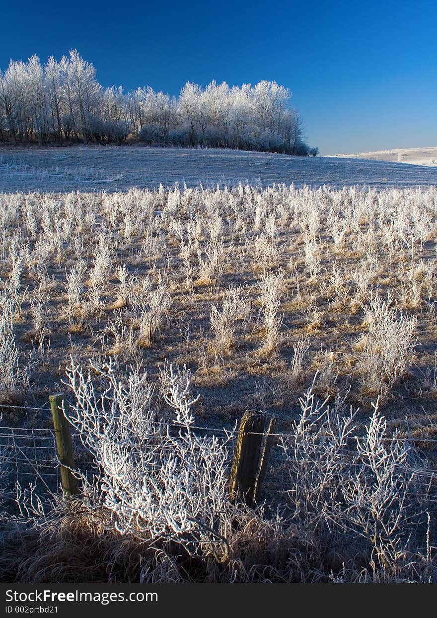 A chilly look meadow full of hoarfrost covered shrubs, trees, and grasses. A chilly look meadow full of hoarfrost covered shrubs, trees, and grasses.